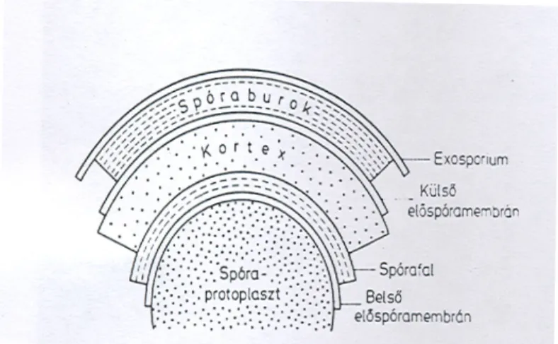 6. ábra Az endospóra szerkezete (Szabó, 1996) 
