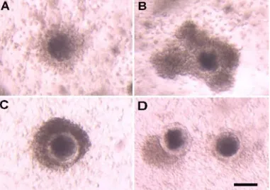 Fig 12. Morphological classes of complexes at 30 h of IVM according to the behaviour of the somatic compartment