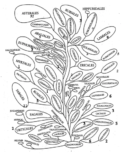 2.6.2. ábra: A kétszikĦek filogenetikai összefüggései törzsfa formájában  ábrázolva Ehrendorfer rendszere szerint (Borhidi, 1998) 
