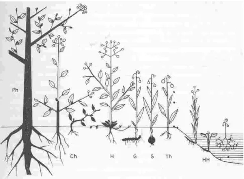 2.9.1. ábra: Raunkiaer életforma-rendszere (Fekete, 1981, nyomán) 