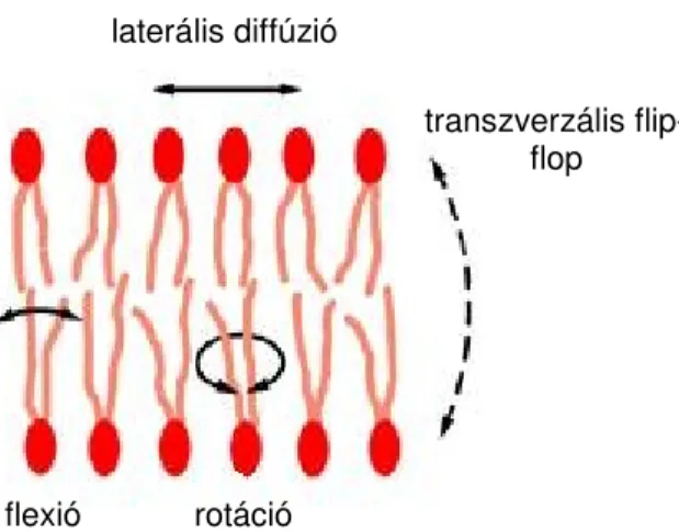 4. ábra. A lipidmolekulák mozgástípusai a sejthártyában (Alberts és mtsai, 2008) 