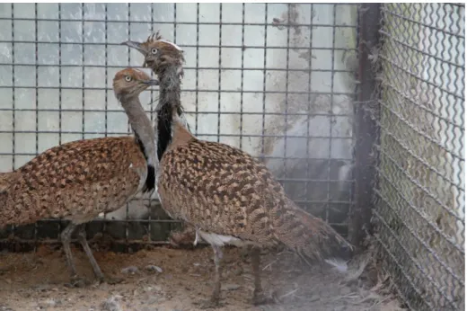 6. ábra. Kobzott galléros túzokok az Algíri Állatkertben (Dr. Sós Endre felvétele)  A  kobzott  (korábban  gyakran  csempészett  vagy  illegálisan  tartott)  állományokra  jellemző,  hogy az állatokat zsúfoltan, a higiénés és járványtani szempontok teljes 