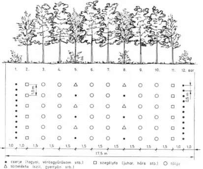 2. ábra: Kocsánytalan tölgy – kislevelű hárs típusú erdősáv (G ÁL  - K ÁLDY , 1977) 