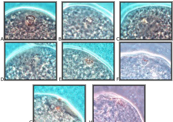 1. kép: A sejtmag meiotikus érése során bekövetkezı változások: GV-l (A),  GV-ll (B), GV-lll (C), GV-lV (D), GVBD (E), M-l (F),  A-l (G), M-ll (H)