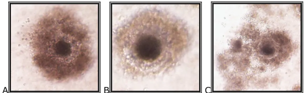 2. kép: Kumuluszsejtek morfológiai változása az érés során: kompakt  kumuluszállomány (A); expandálódó kumuluszállomány az IVM 24