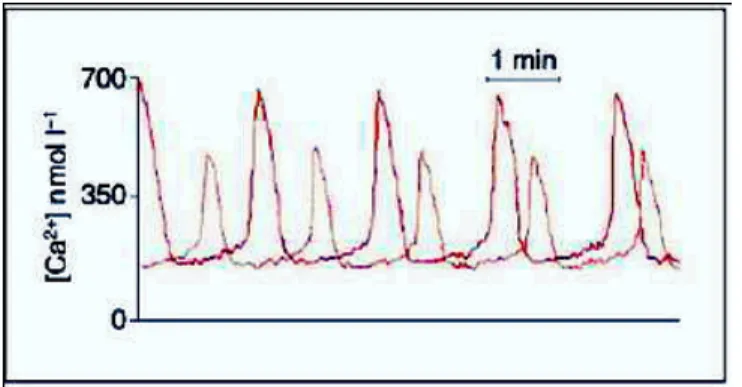 5. kép: Ca 2+ −oszcilláció in vitro termékenyített emberi petesejtben   [Ben-Yosef  −  Shalgi, 1998] 