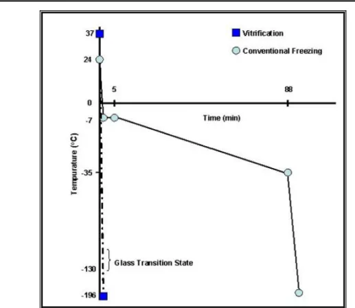9. kép: Hagyományos hőtés és a vitrifikáció hőtési sebességének  összehasonlítása [Moore  −  Bonilla, 2006] 