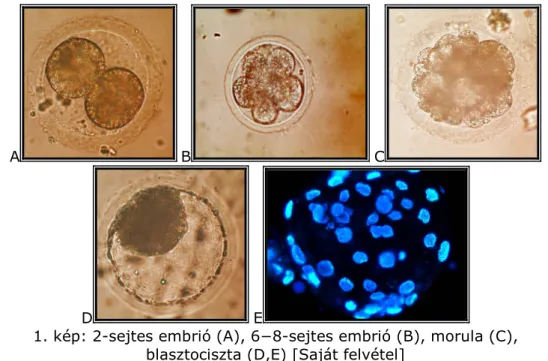 1. kép: 2-sejtes embrió (A), 6−8-sejtes embrió (B), morula (C),  blasztociszta (D,E) [Saját felvétel] 