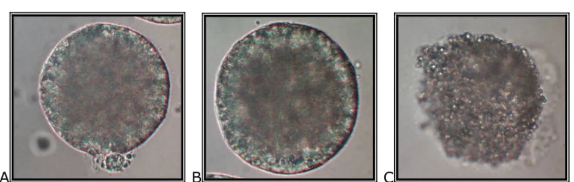 2. kép: Sertés fagyasztott/visszaolvasztott petesejtek a ZP eltávolítása  után: petesejt intakt plazmamembránnal, látható sarkitesttel (A), petesejt 