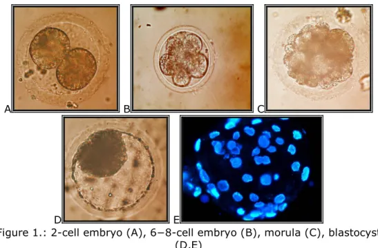 Figure 1.: 2-cell embryo (A), 6−8-cell embryo (B), morula (C), blastocyst  (D,E)  