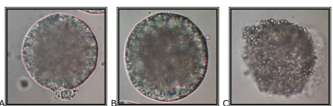 2. Figure: Frozen/thawed porcine oocytes after removing ZP: oocyte with  intact plasma membrane, and visible polar body (A), oocytes with intact  plasma membrane (B), degenerated oocyte without plasma membrane (C)  