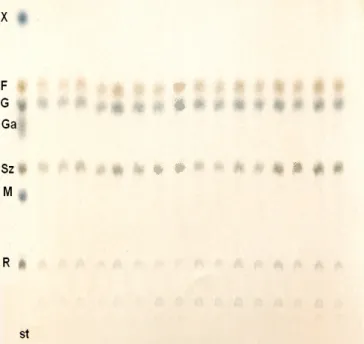 24. ábra A kioldható szénhidrátok elválasztása bükk faanyagából, kromatogram előhívás után (X: xilóz, F: 