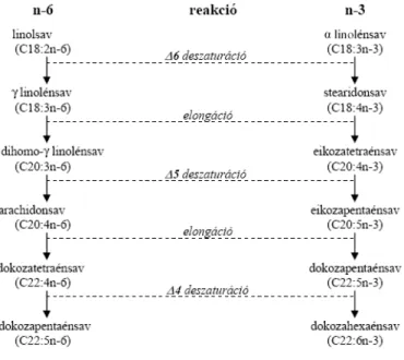1. ábra: A linolsav és  α -linolénsav metabolizmusának egyes lépései 
