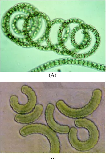 4. ábra: A Spirulina tenyészetének (A) és a porított Spirulina  biomasszájának (B) fénymikroszkópos képe (url 4 ) 