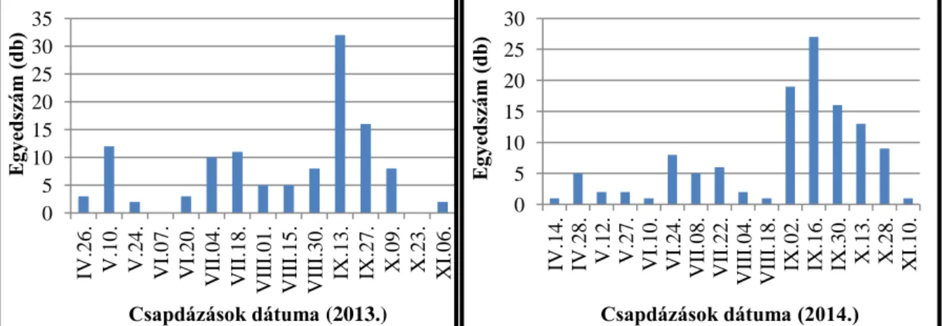 34. ábra: C. coriaceus rajzásdinamikája 2013-ban és 2014-ben 0 10 20 30 40 50 60 1 2 3 4 5 6 7 8 9  10  11  12  13  14  15 Egyedszám (db) Csapdák száma Vép 1 2013 Vép 2 2013 Vép 1 2014 Vép 2 2014 0 5 10 15 20 25 30 35 