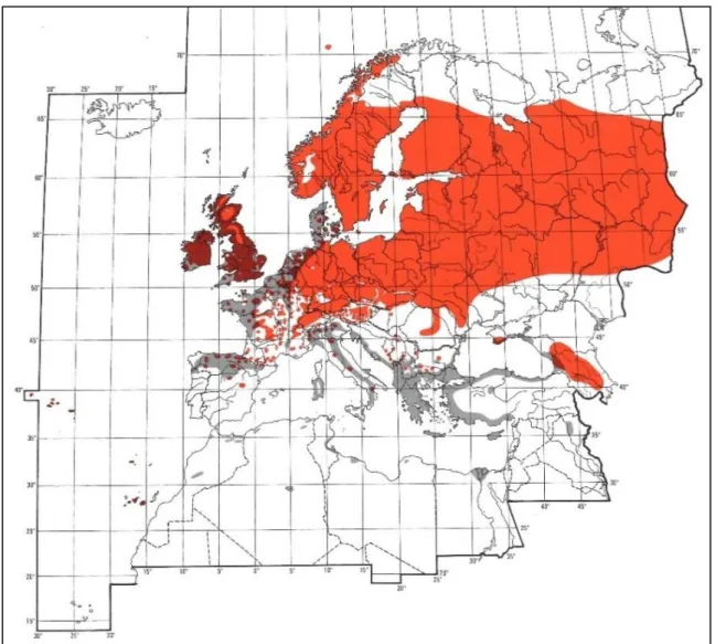 5. ábra: Az erdei szalonka (Scolopax rusticola L.) elterjedése (piros: fészkelőterület; bordó: fészkelő  és telelőterület; szürke: telelőterület) (C RAMP  &amp; S IMONS , 1983) 