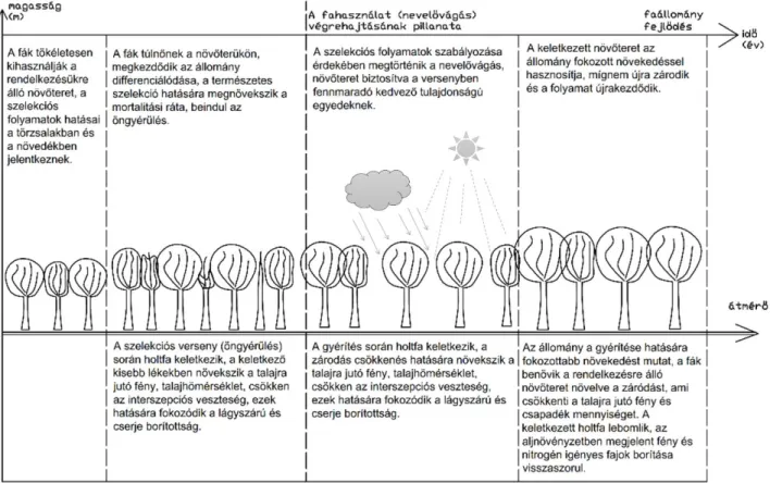 2. ábra: A gyérítések ökológiai hatásmodellje  