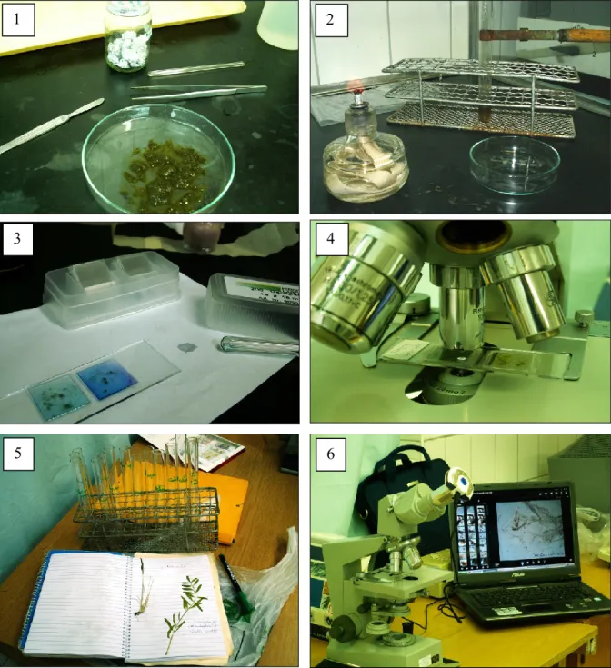  9. ábra (sorozat 1- 6). A labormunka fő fázisai: 1. a gyűjtött hullaték homogenizálása Petri- Petri-csészében,  2