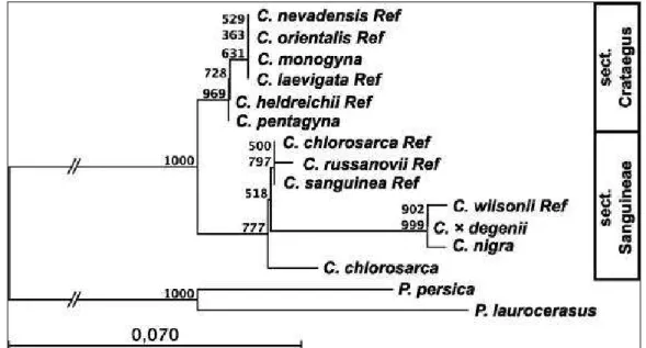 2. ábra: A psbA-trnH intergénikus plasztisz szekvenciák NJ fája. A C. nigra, C. monogyna és C