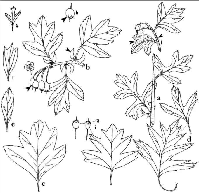 2. ábra: Crataegus monogyna J ACQ . a – atipikus vegetatív hajtása, b – subsp. monogyna var