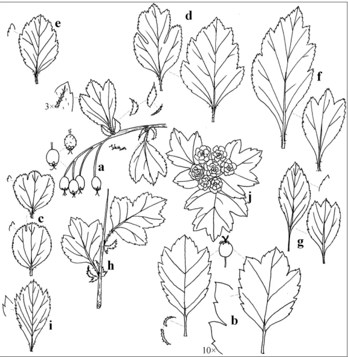 10. ábra: Crataegus laevigata (P OIR .) DC.: a – subsp. laevigata, b – var. laevigata f