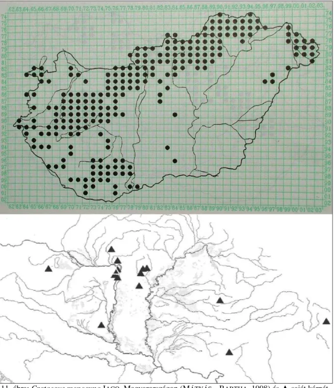 11. ábra: Crataegus monogyna J ACQ . Magyarországon (M ÁTYÁS  – B ARTHA , 1998) és  ▲  saját kárpát- kárpát-medencei gyűjtések 