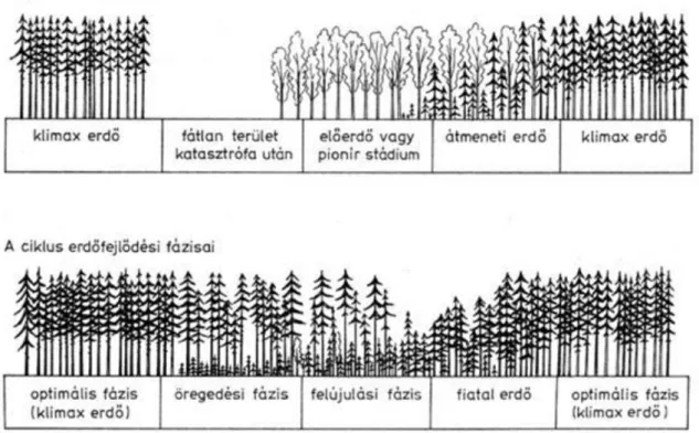 2. ábra: Boreális lucos erdők szukcessziós és erdőfejlődési állapotai (Schmidt-Vogt, 1991 alapján  Schuck et al