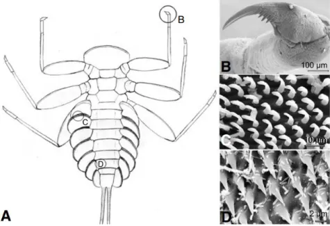 6. ábra Az Epeorus assimilis kérész lárvájának rögzítő egységei. A: lárva hasi oldala