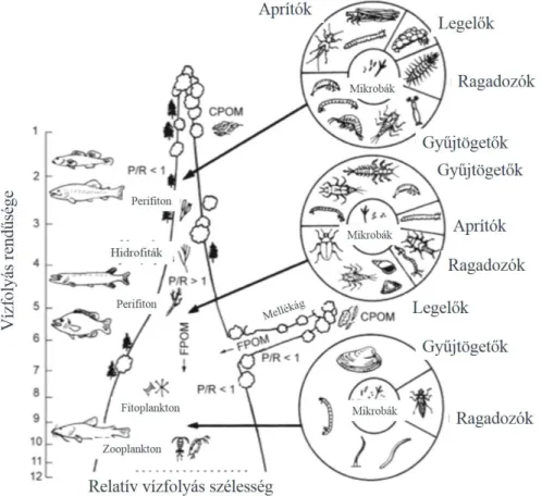 9. ábra FFG megoszlása egy vízfolyás mentén (P/R: termelés/légzés) (Allan-Castillo, 2007 nyomán) 