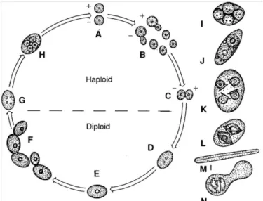 5. ábra. A Saccharomyces cerevisiae életciklusa (J AKUCS  és V AJNA ,  2003) 