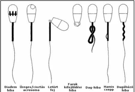 10. táblázat: Sperma analízisben használt elnevezések 