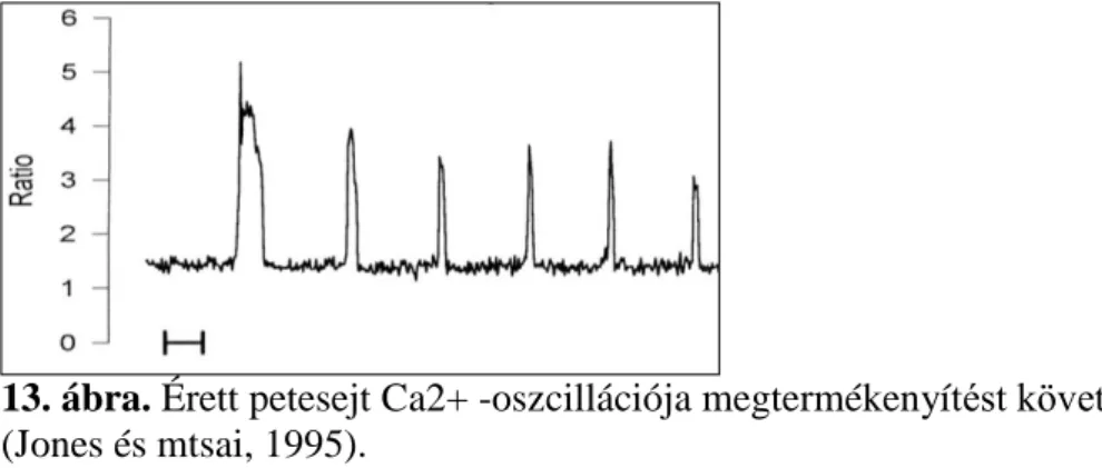 13. ábra. Érett petesejt Ca2+ -oszcillációja megtermékenyítést követően  (Jones és mtsai, 1995)