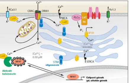 16. ábra.  SERCA pumpa és  az Orai-STIM fehérjék együttműködése:  A  STIM fehérjék által kinyitott Orai csatornákon keresztül áramlik a Ca 2+  a  sejtbe,  melyet  a  SERCA  pumpa  visszapótol  az  ER-be  a  raktárak  kiürülését követően (HOGAN és mtsai, 20
