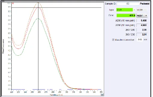 8. ábra. A DNS-tisztítás ellenőrzése és a koncentráció meghatározása  NanoDrop 2000 spektrofotométerrel