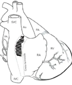 2. ábra A sinuscsomó topográfiája (részletes leírás a szövegben)