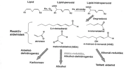 1. ábra A lipidperoxidáció folyamata 