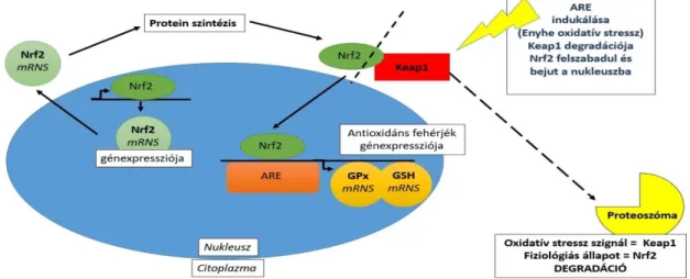 3. ábra: a Keap1-Nrf2-Antioxidáns válaszelem (ARE) útvonal (Lushchak, 2011 nyomán) 