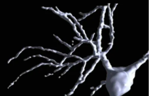 9. ábra: Idegsejt az agykéregből - kétfoton mikroszkópiával és speciális   számítógépes programmal készült rekonstruált kép 