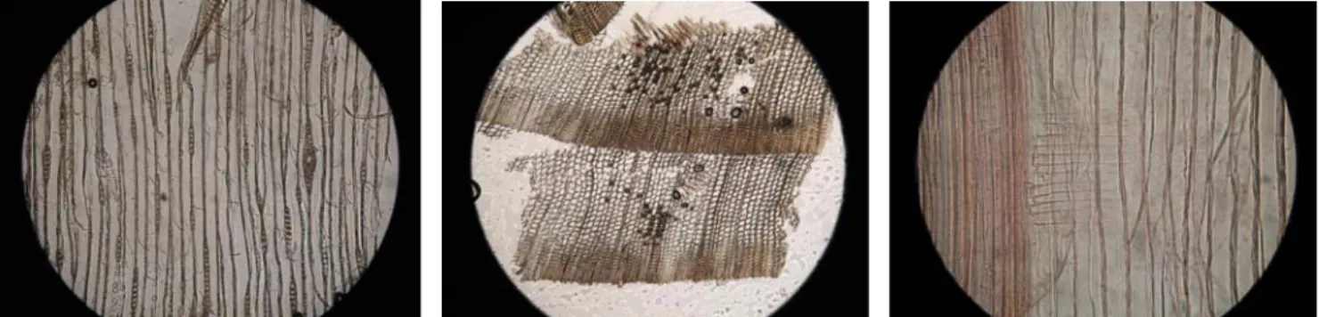 27. kép. Mikroszkópos metszetek a szamosújvári láda faanyagából: a. húrmetszet, b. keresztmetszet, c