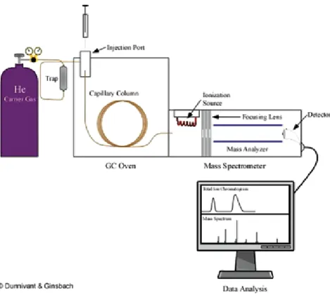 1. ábra. A  GC-MS  működési  elve:  az  oszlop  (Capillary Column) előtt a rendszerbe injektált  mintát héliumgáz (He) tereli végig az oszlopon