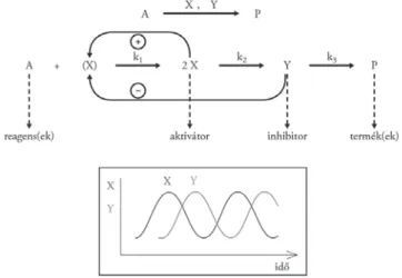 7. ábra. Aktivátor-inhibitor mechanizmus