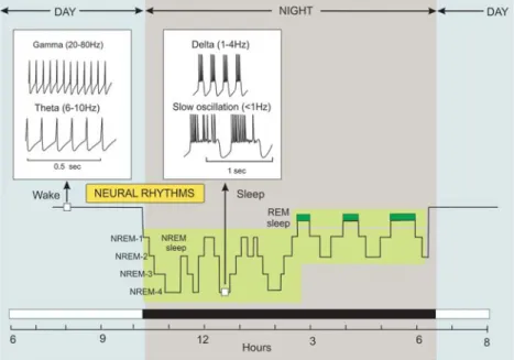 Figure 8. The sleep/wake cycle. Sleep consists of two main phases: non-rapid eye movement (NREM)  and rapid eye movement (REM) sleep