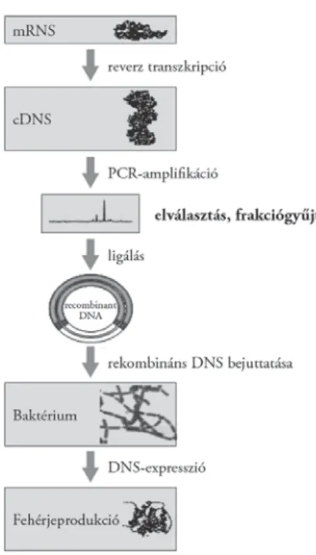 7. ábra. Mikrochipalapú klónozás főbb lépései (Ronai–Guttman 2000)