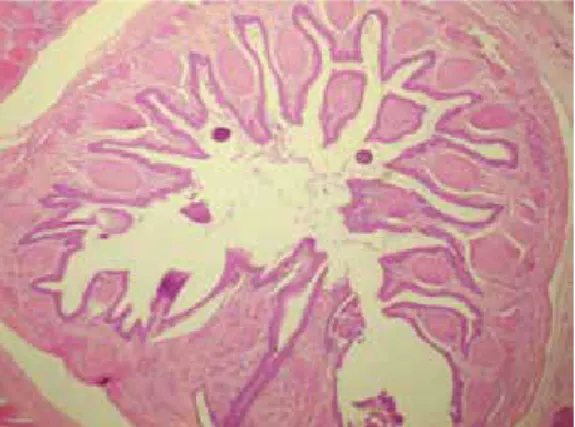 18. ábra: A kloáka mögötti tasakban helyezkedő  hemipénisz szövettani keresztmetszete pár hónapos