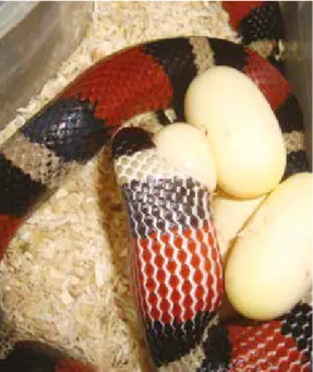 20. ábra: Az egyik tojását megtojó L. t. campbelli