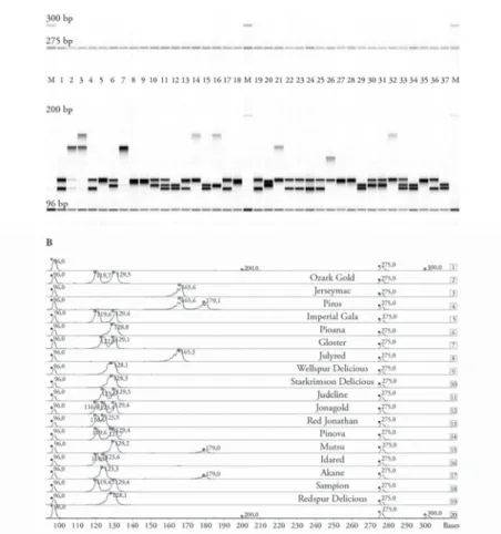 5. ábra. Különböző almafajták SSR-mintázata a CH03g07 primerpárral felszaporítva. Az a) ábrán látható a  mikroszatellitmintázat virtuális gélképe, amely bekeretezett első felének lézerfl  uorométeres allélmintázatát  mutatja a b) ábra