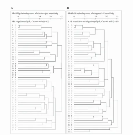 9. ábra. A 15. századi sárgadinnye (Cucumis melo L.) archeogenetikai elemzése és fajtarekonstrukciója 47 mai faj- faj-ta, 23 fenotípusos tulajdonsága alapján kapott morfológiai dendogram (A); valamint 8 lokusz, 34 alléljének 485  SSR-szekvenciája alapján k