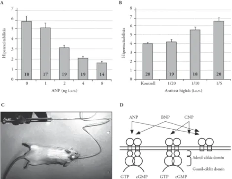 4. ábra. Atrialis natriuretikus peptid (ANP) hatása az alkoholelvonási reakció súlyosságára kísérleti egerekben A) Az agyi kamrába adagolt emelkedő mennyiségű (1–2–4–8 ng) ANP csökkenti az alkoholelvonással együtt 