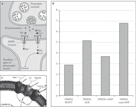 5. ábra. Atrialis natriuretikus peptid (ANP), illetve ANP elleni antiszérum hatása a glutamáterg idegsejtek  közvetítésével létrejövő (NMDA-indukált) görcsökre alkoholfüggő egerekben