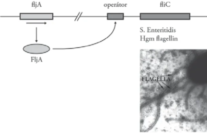 1. ábra. Salmonella-fl  agellintermelés genetikai szabályozásának sematikus ábrázolása